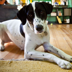 DogWatch of Greater Kansas City, Raymore, MIssouri | Indoor Pet Boundaries Contact Us Image