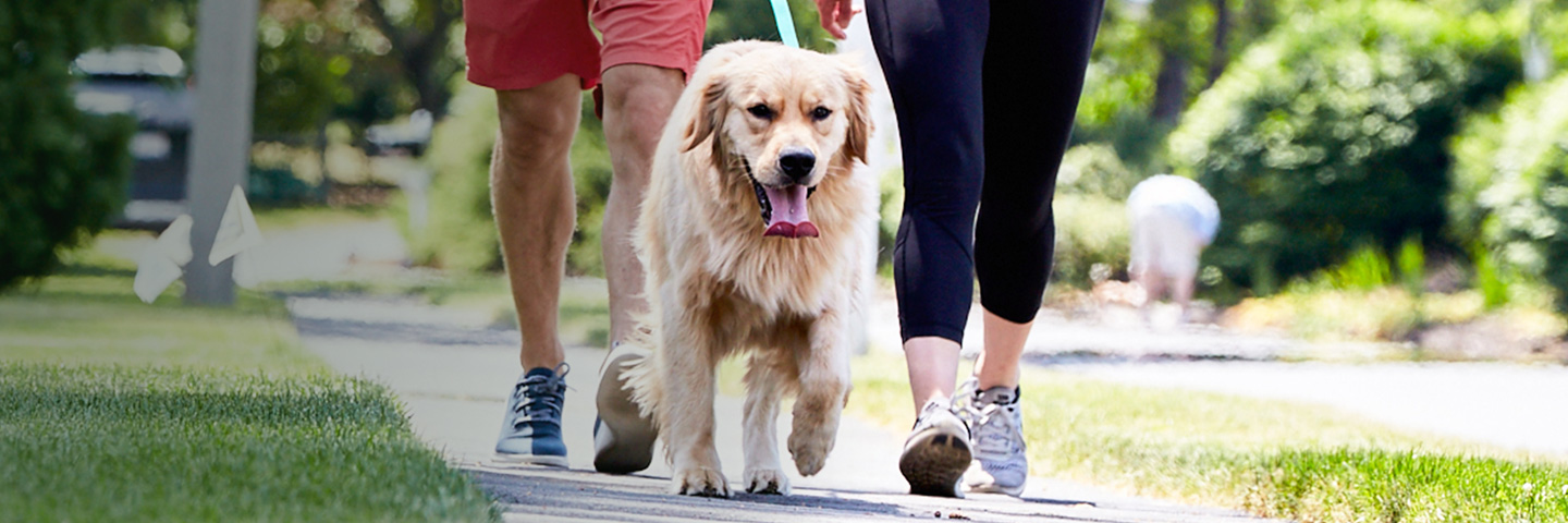 DogWatch of Greater Kansas City, Raymore, MIssouri | SideWalker Leash Trainer Slider Image